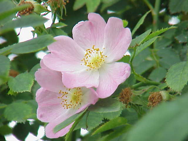 Rosa canina